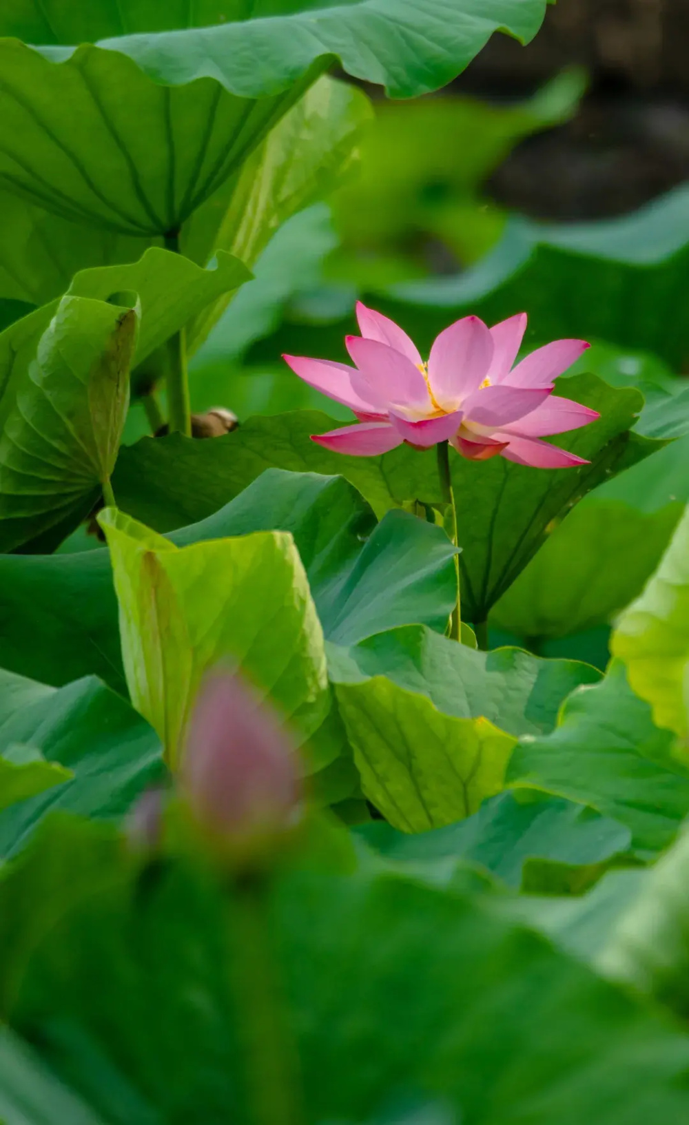 壁纸 花 桌面 1000_1633 竖版 竖屏 手机