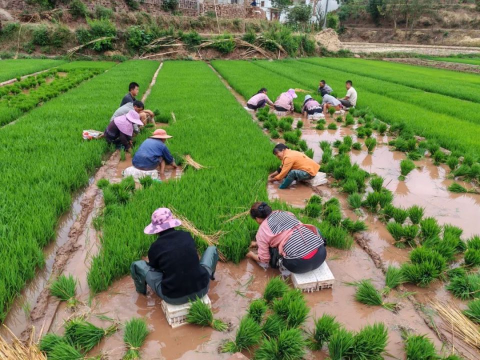姜州镇:初夏插秧忙 沃野披"绿装"