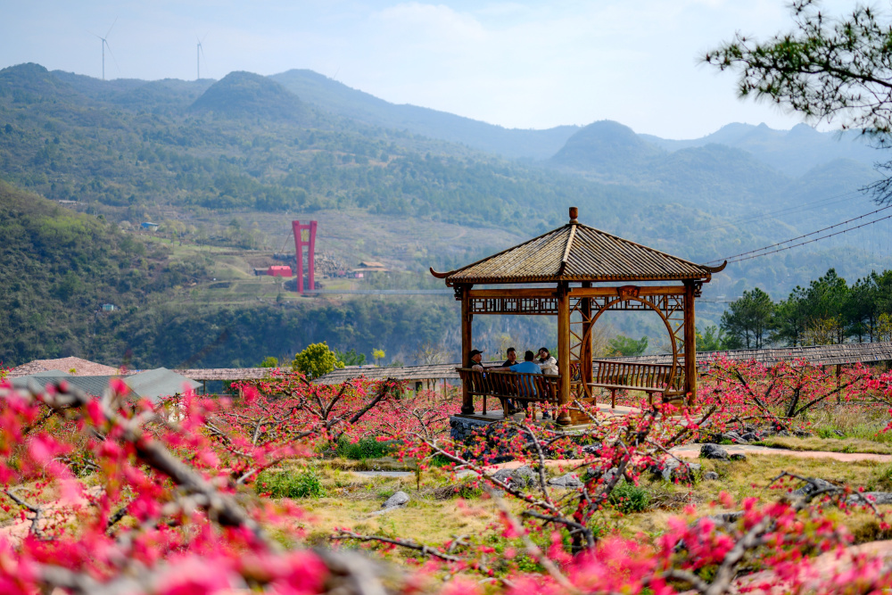 "花开岭南 绿美连州"2023年连州市桃花节盛大开幕_腾讯新闻