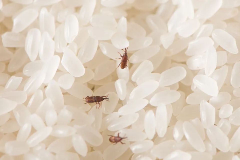 粮食的加工过程不会太复杂,成虫被杀死了,但米粒里的虫卵却还存活着