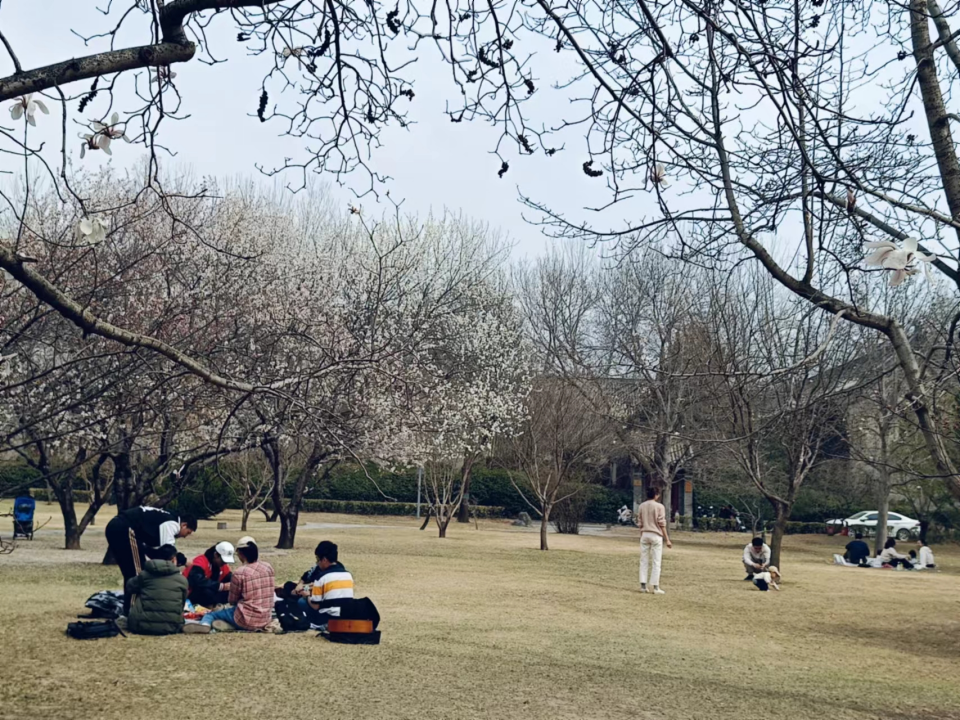 北大生活 | 静园草坪的打开方式:这里有一块自由的草坪!