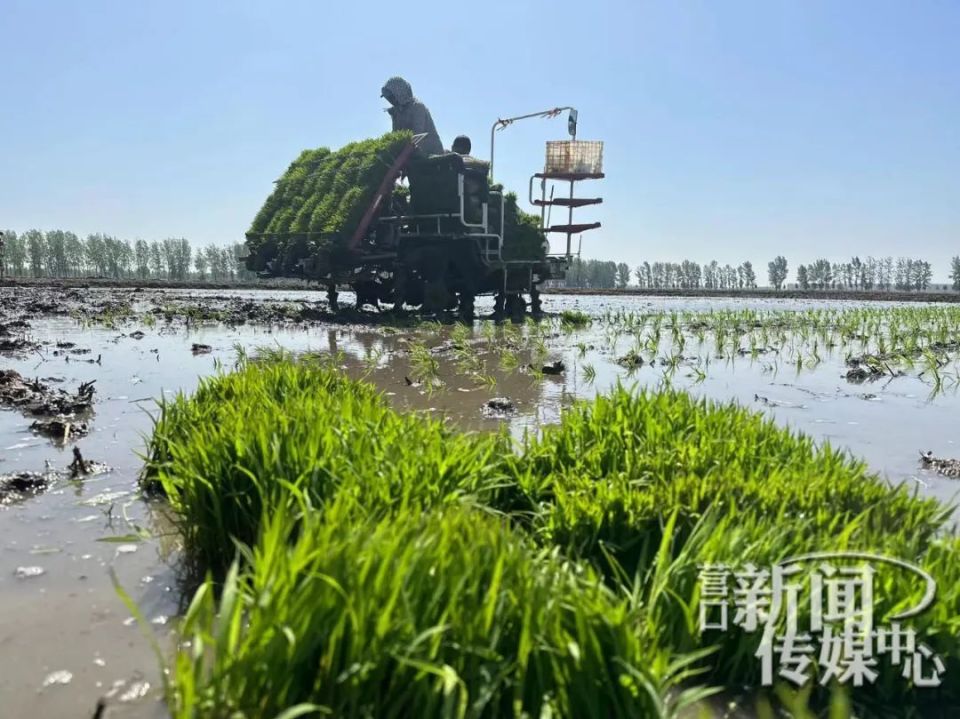 农户们起秧,运苗,装车……一辆辆高速插秧机在田里往来穿梭,伴随着"