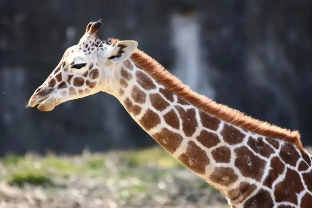 When the giraffe sleeps, where is the 2 -meter neck？