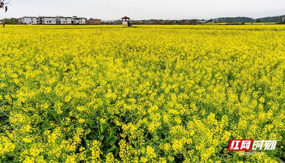 湖南耒阳油菜花开引客来邀你邂逅浪漫春光