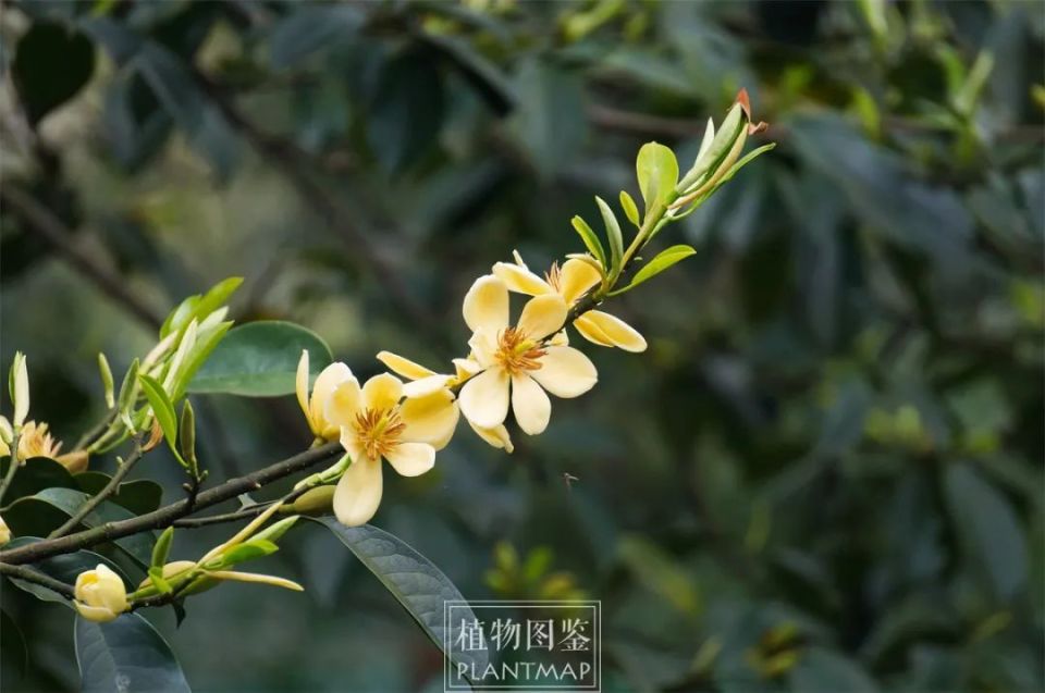 乐昌含笑也要加入春花盛会_腾讯新闻