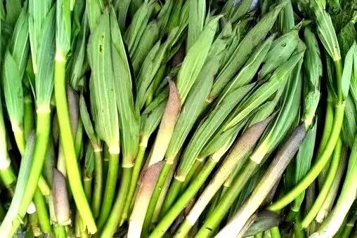 随着积雪的融化,高黎贡山或碧罗雪山海拔3200米左右的雪线以上,竹叶菜