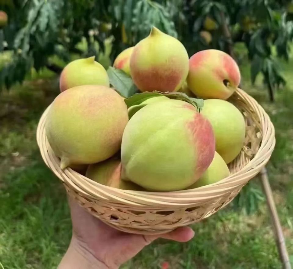2万吨!甜过初恋的连平鹰嘴蜜桃熟了