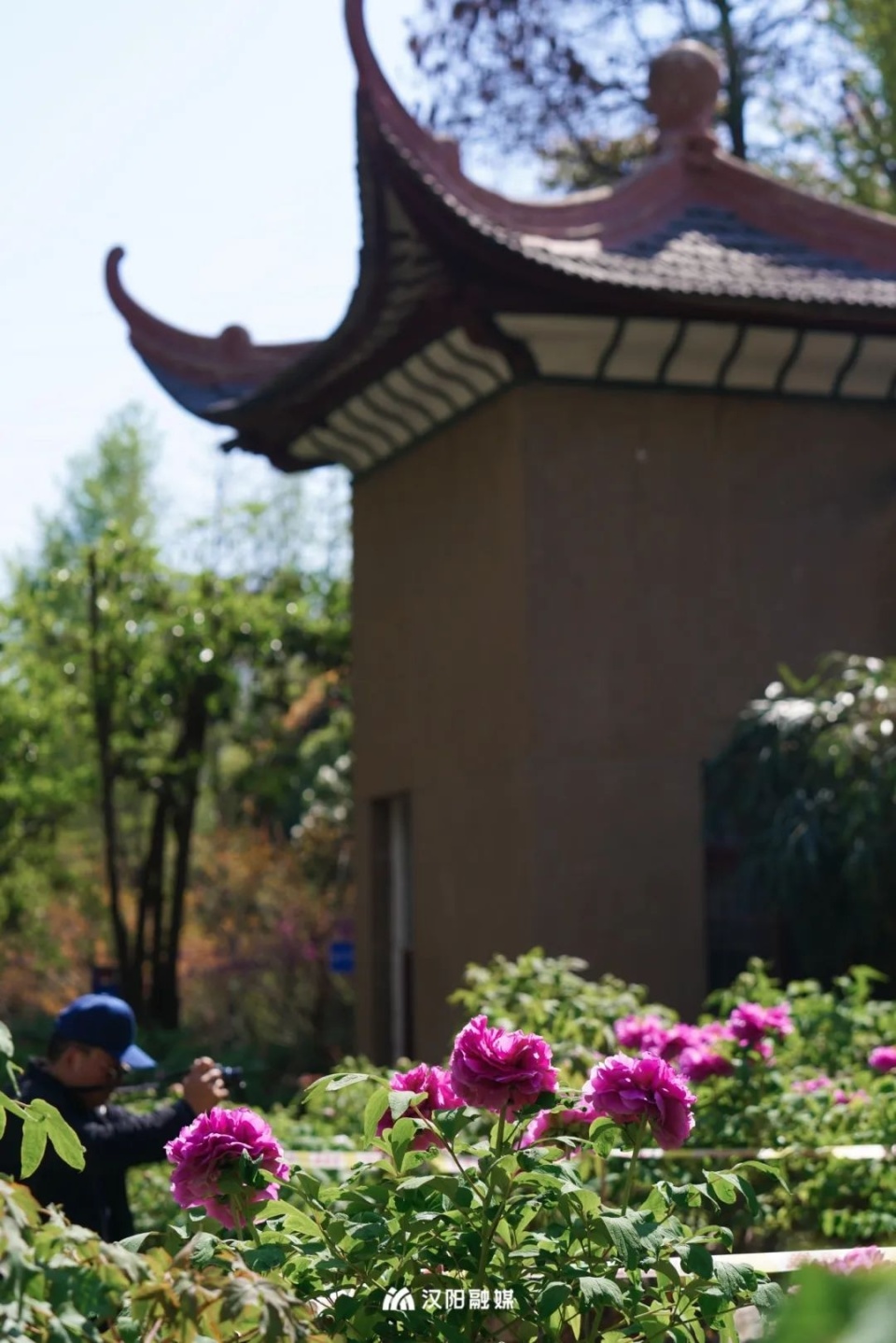 "汉阳公园相关负责人介绍,园区内牡丹花期将持续至4月20日左右,牡丹花