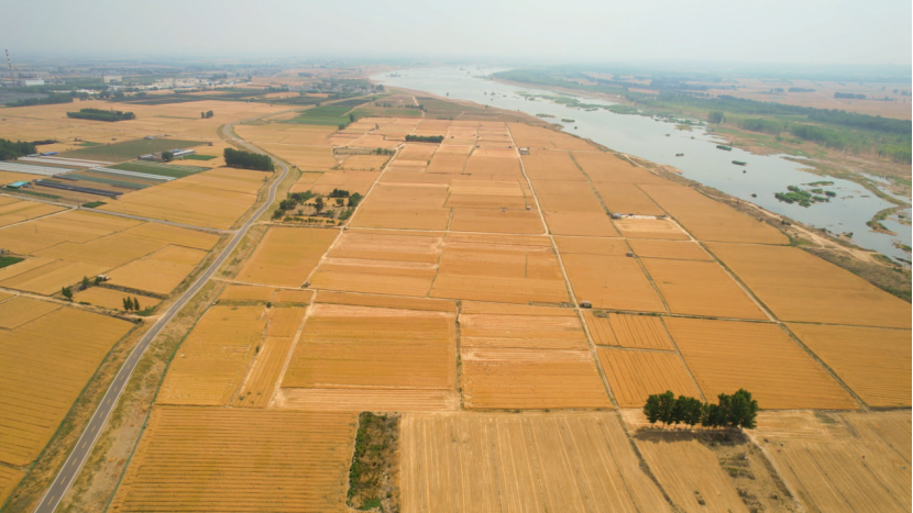 晨曦微露,汶阳镇姜华村农田里已是繁忙一片,几辆大型机械来回穿梭