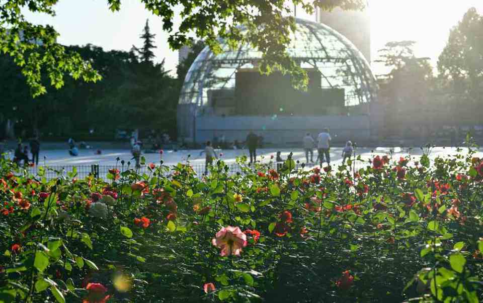 热烈绽放,娇艳欲滴!绿城广场月季花绽放美景如画