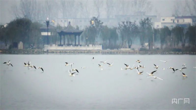 央媒看淮陽小精靈在古城做客眾多珍稀候鳥落腳淮陽龍湖