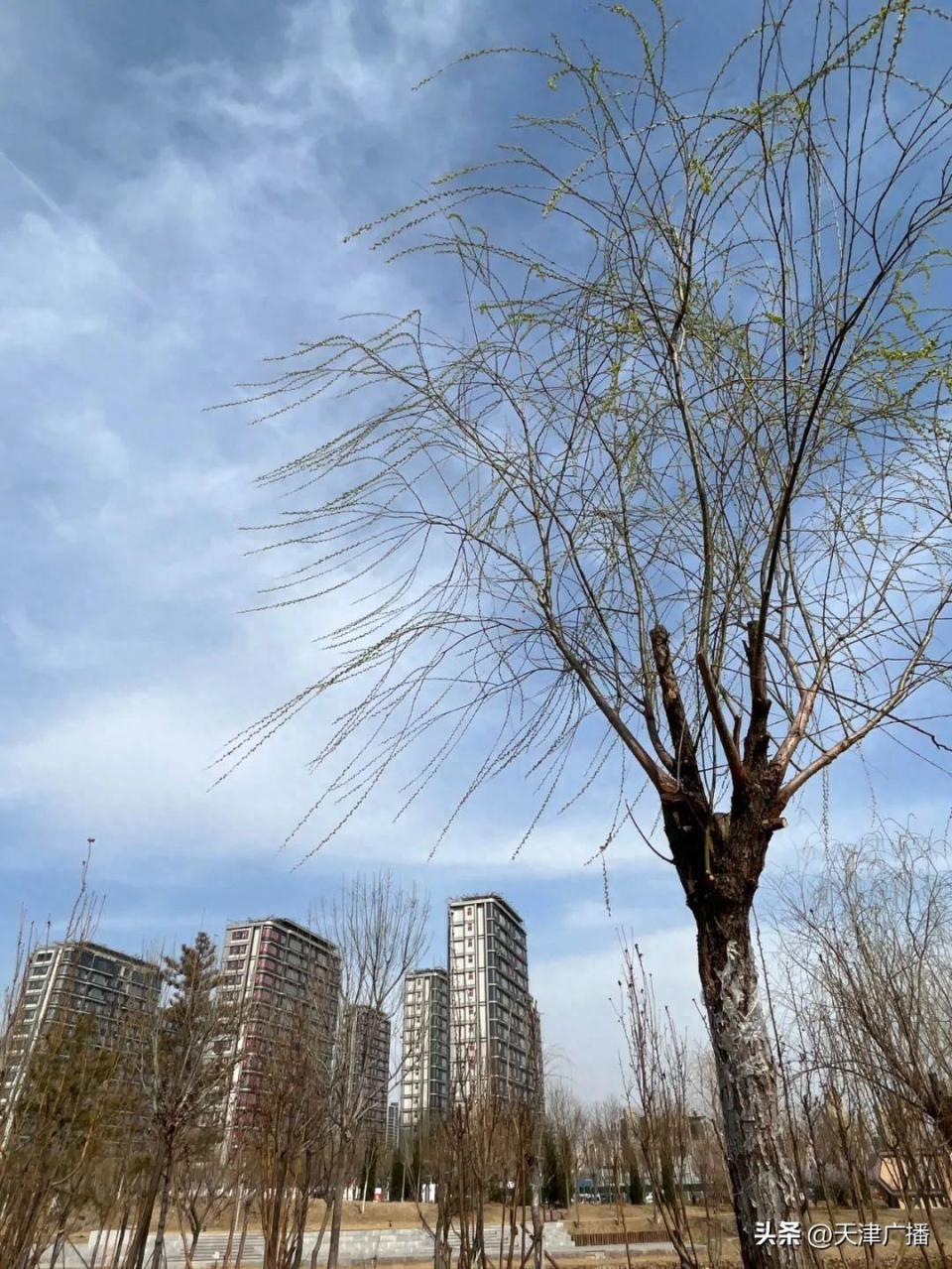 天气 | 春光无限好,谨防8级风!天津下周天气预报出炉!