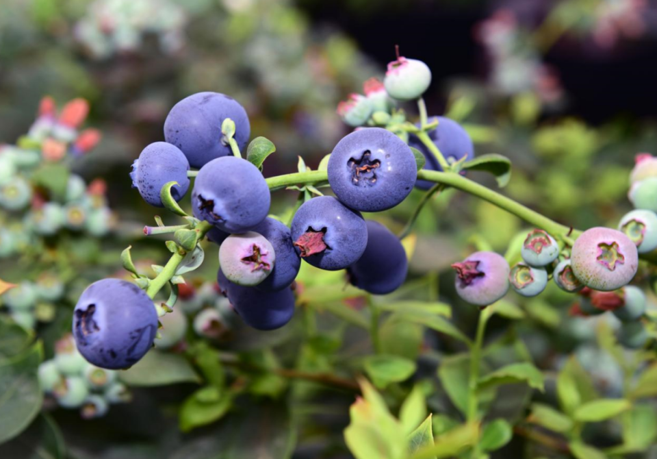 南方杂志|花香蓝莓!广州花都亮出特色农业新名片