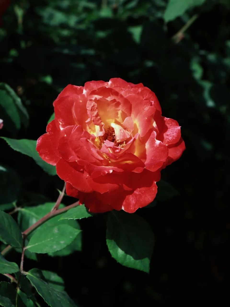 爱了,鸟语花香的天大!