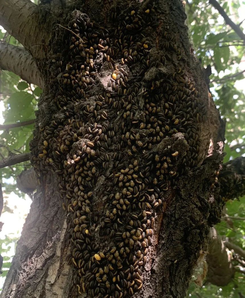 小区榆树遭啃食 居民心慌慌 闹人的虫灾到底是怎么回事?-腾讯新闻