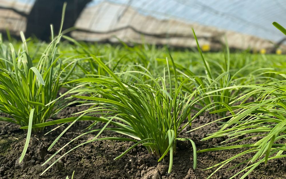 房山种植园三面环水,去年被洪水冲垮的大棚韭菜迎来新生_腾讯新闻