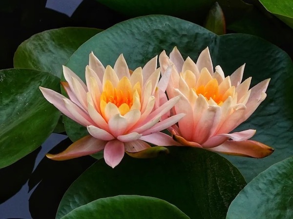 通过这几年自然繁殖,目前池塘有近万株荷花.公园荷花花期