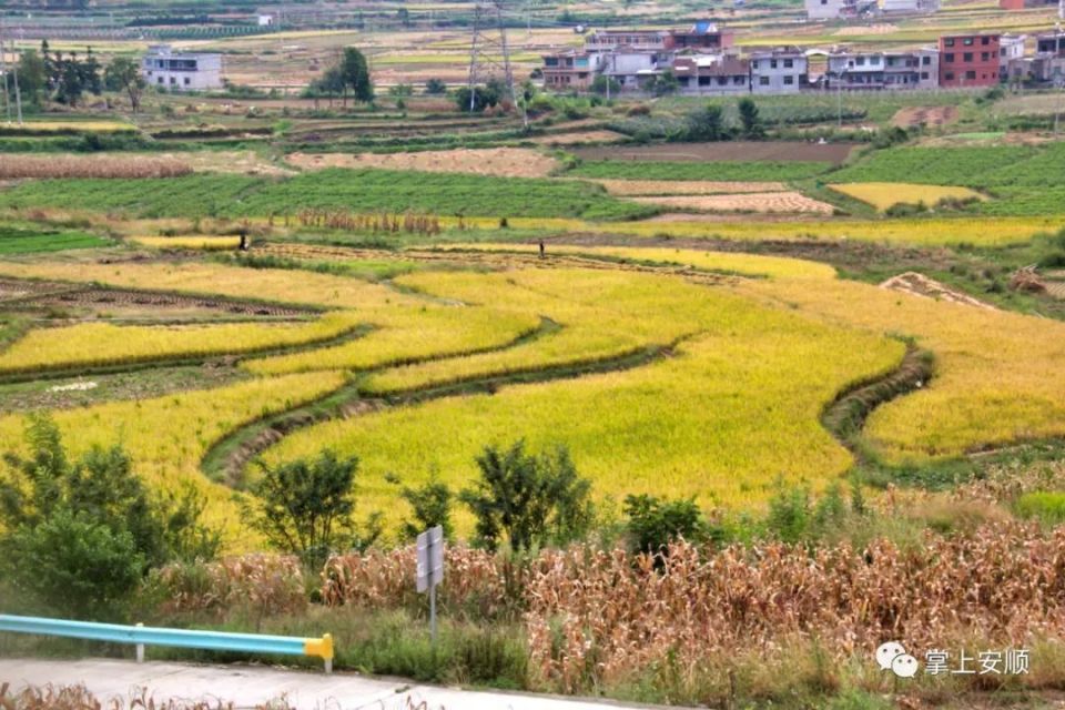 连日来,在普定县马官镇屯院村千亩稻田里,远远就能听见机器运转的声音