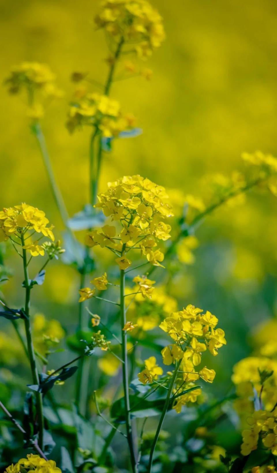 南方油菜花图片