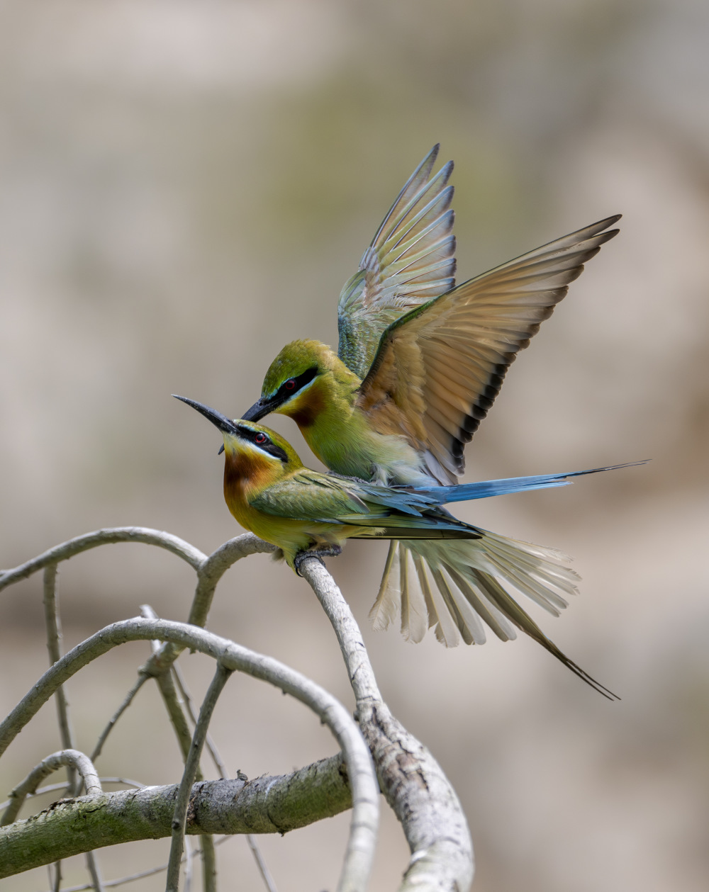 福建:鸟类的乐园