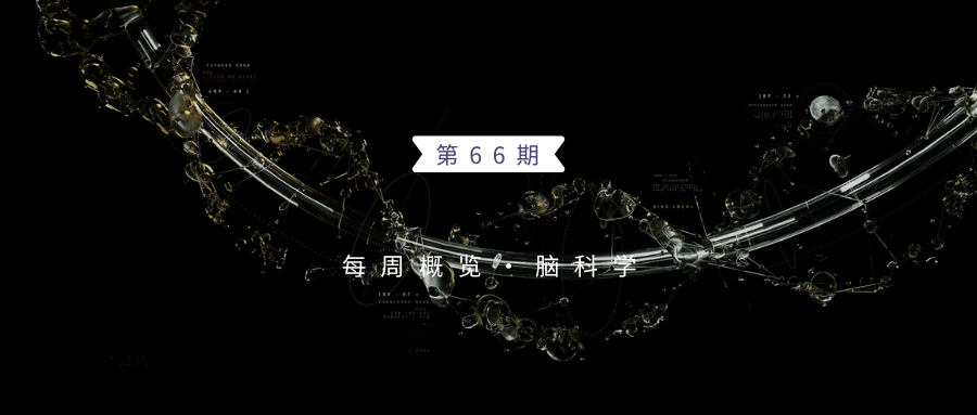 心电图机器怎么看追问weekly ｜ 过去一周，脑科学领域有哪些新发现？_https://www.jmylbn.com_新闻资讯_第1张