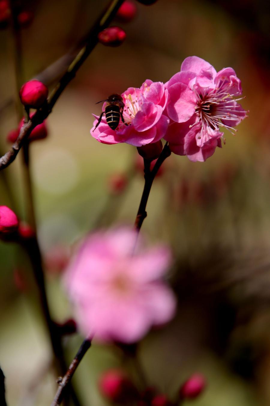 一枝寒梅报春来_腾讯新闻