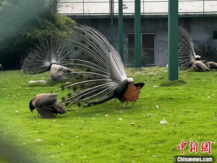 (高质量发展调研行)在工厂里开动物园 上海传统钢厂瞄准低碳智能转型