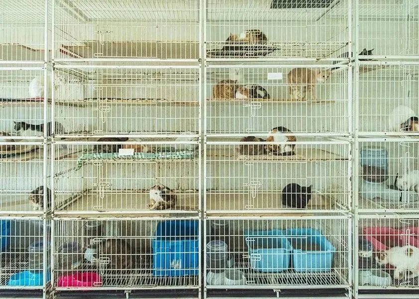 哪一个里面没了食物,马上加满,不限吃,人家都说我这边的流浪狗一个个