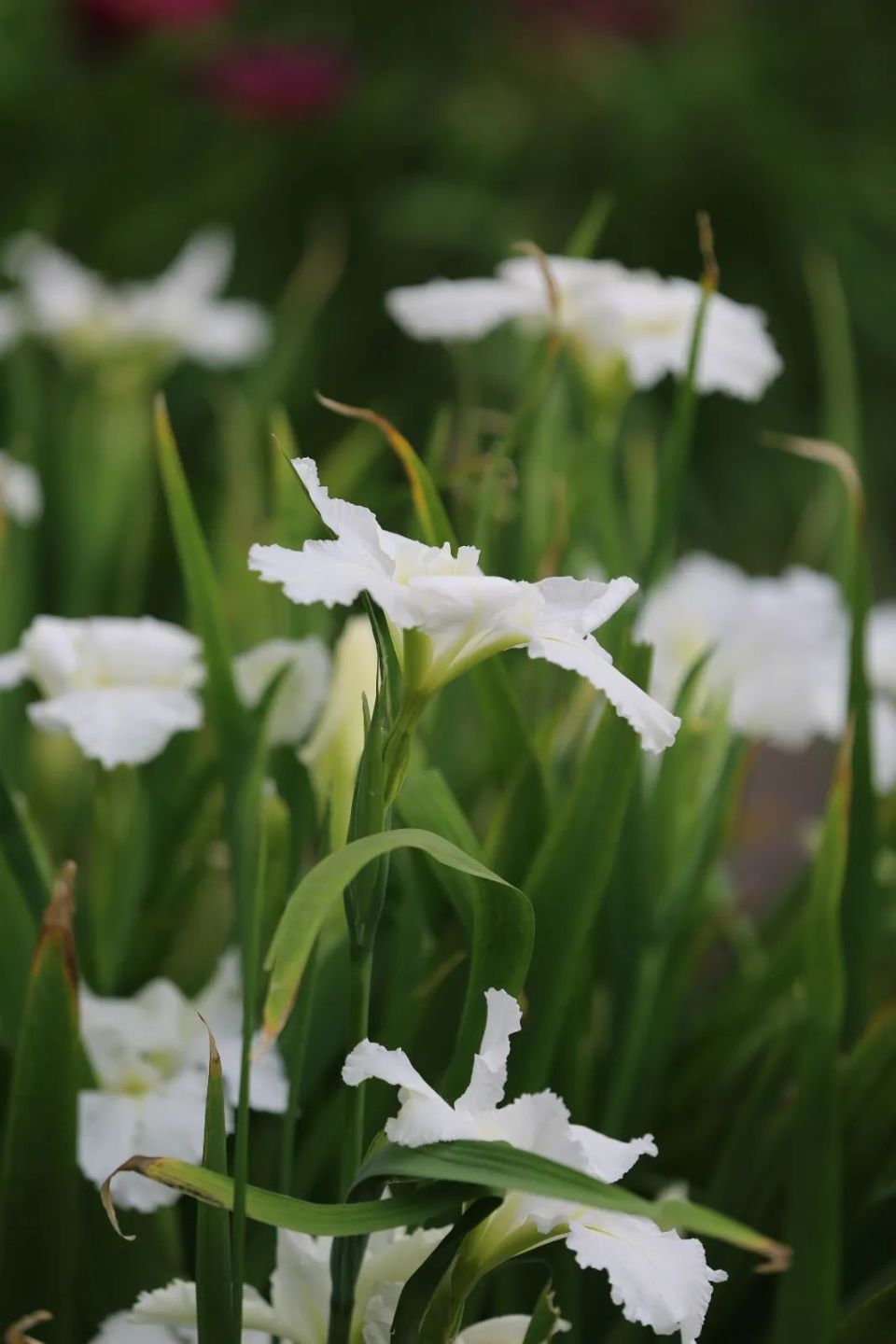 蓝鸢尾等已进入盛花期浅紫星,白色恋人早花品种如红瑞特园内水岸线边