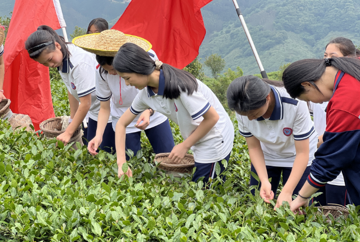 10日上午,安溪十二中学组织部分学生前往茶山开展"劳育 思政"采茶实践