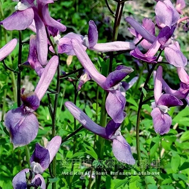 本品为罂粟壳植物伏生紫堇的干燥块茎.主产于江西.