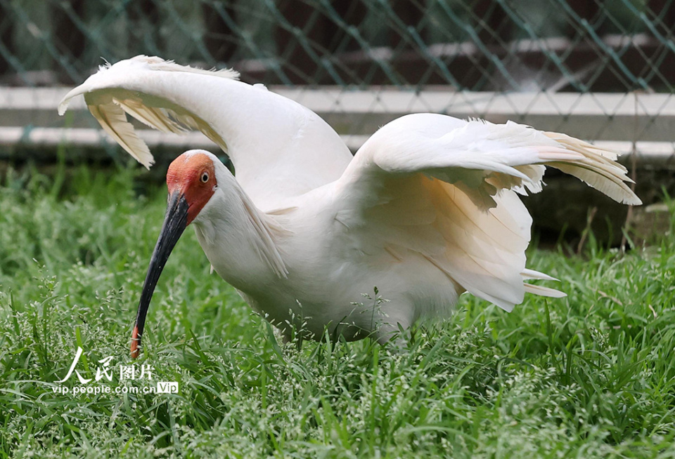 浙江德清:朱鹮进入孵化季_腾讯新闻