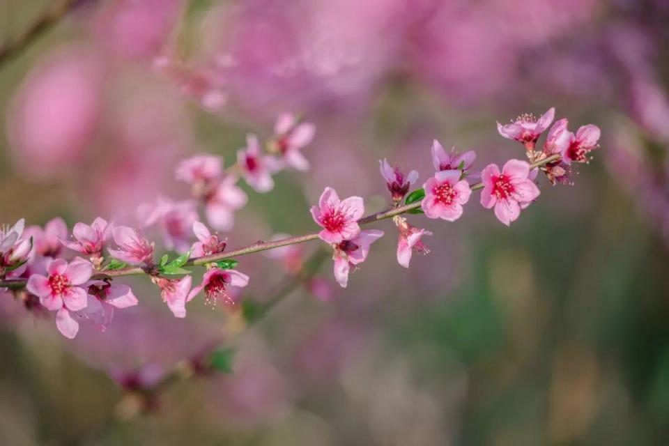 在腾冲北海有一种浪漫叫做陌上花开遇见你