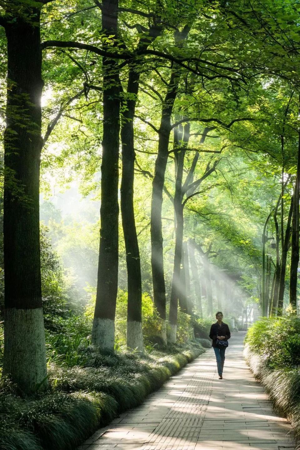 杭州夏天这样的"五星好评"路,哪条是你的最爱?