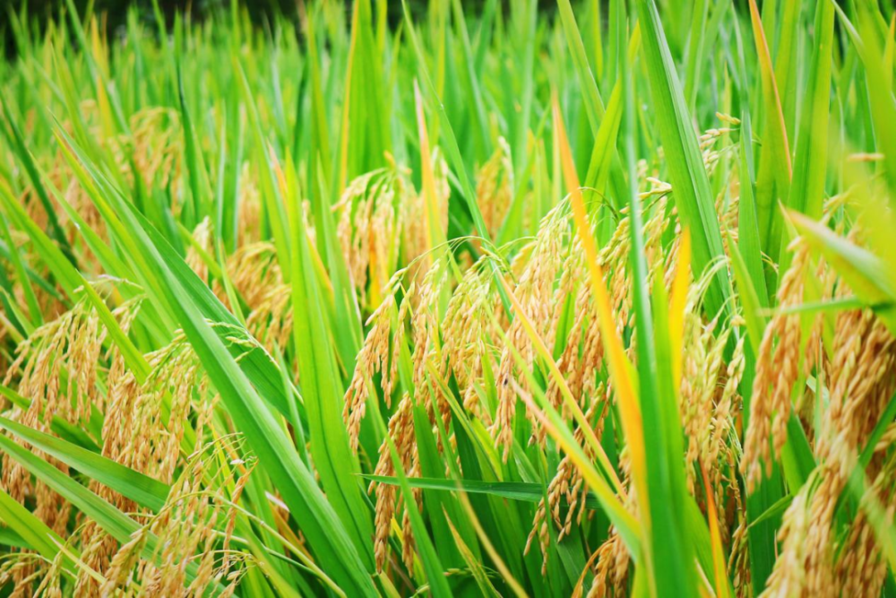 文成的稻子丰收了!8元/斤