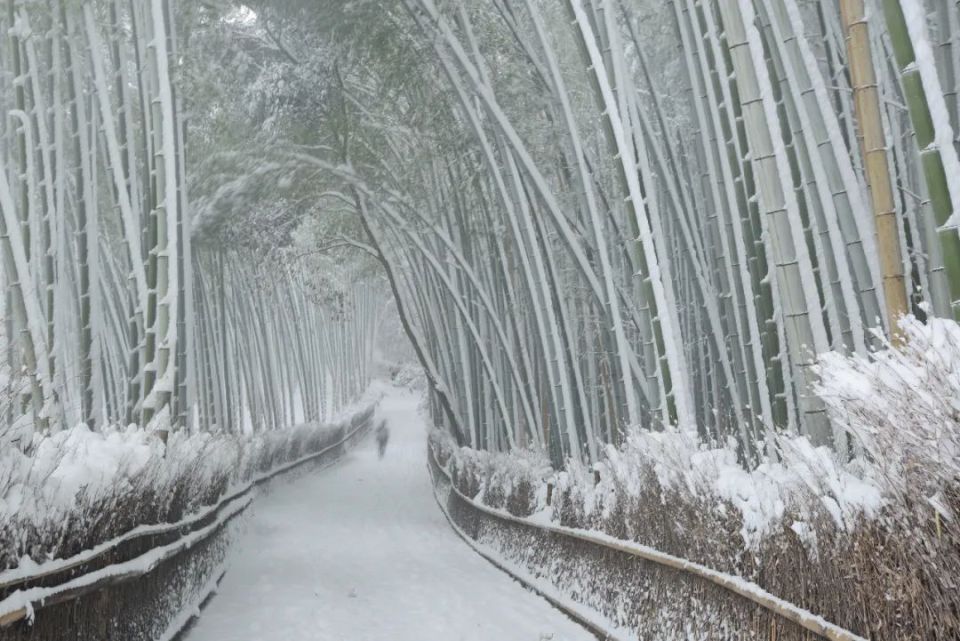 大雪压竹子的图片图片