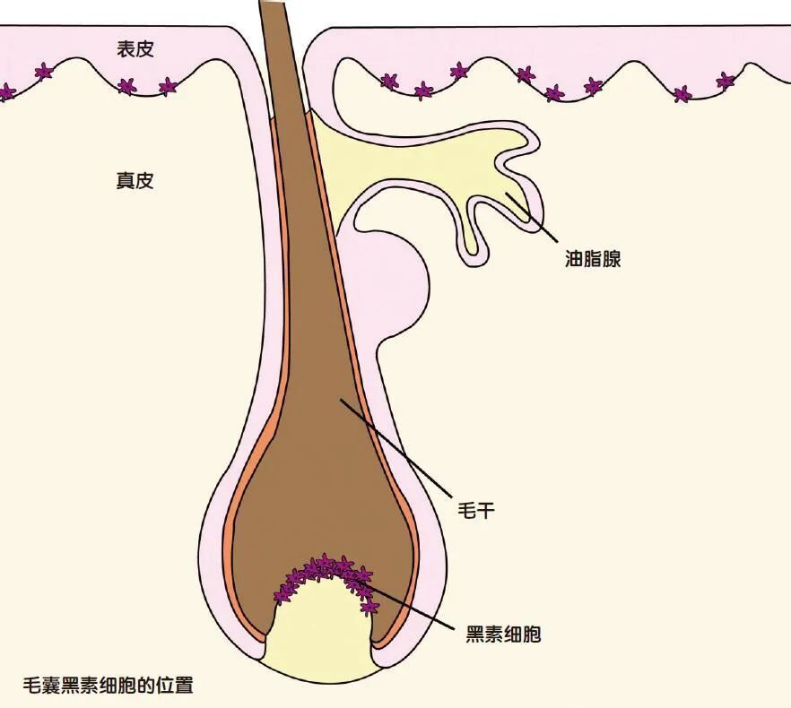 而决定毛发颜色的,则主要是毛囊黑素细胞.
