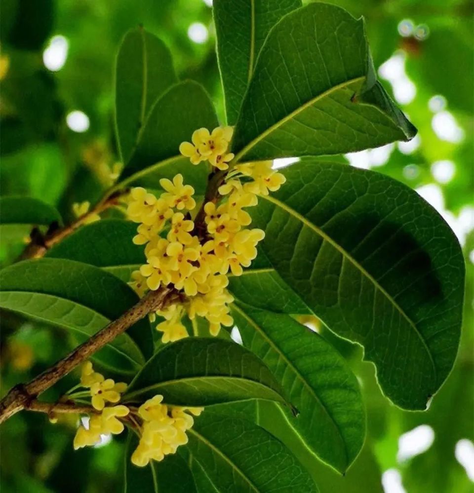 广西人爱吃,爱花,还爱吃花!应季吃花攻略