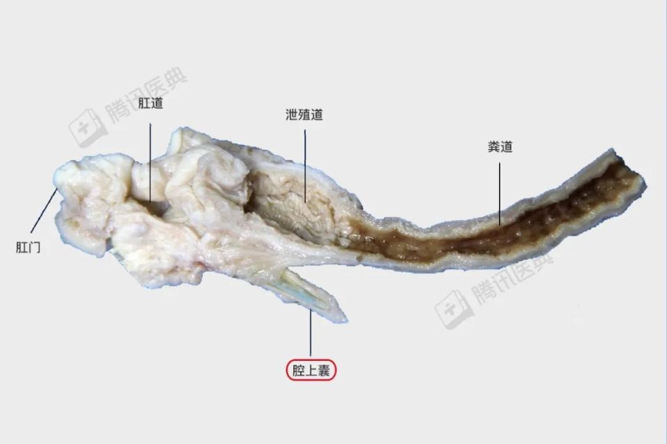 鸭子全身分解图图片