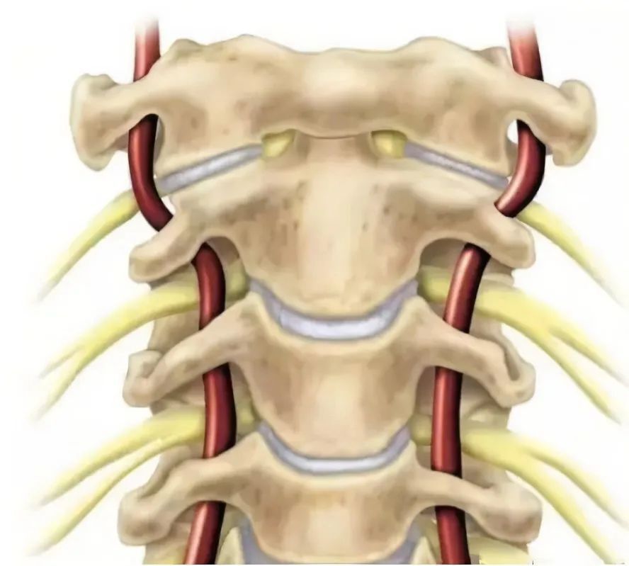 颈动脉结节颈椎图片