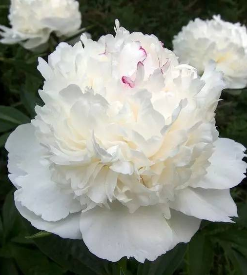 最是倚栏娇分外,却缘经雨意醒然.晚春早夏浑无伴,暖艳晴香政可怜.