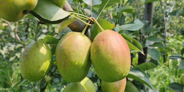 推荐采摘品种:冰糖雪梨,秋月梨,黄金梨,水晶梨,山农酥梨,御果贡梨,新