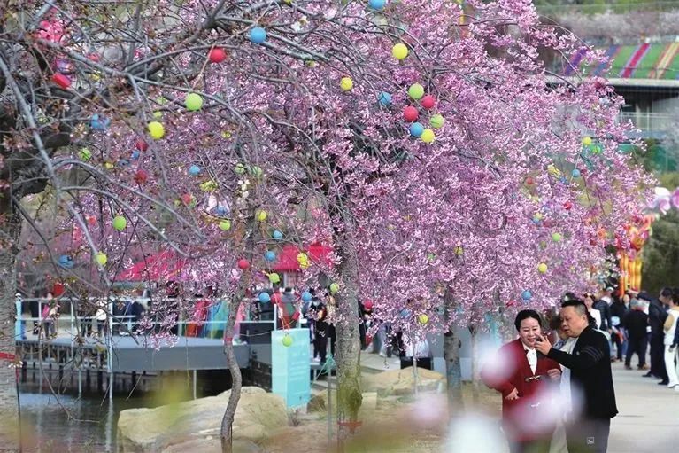 今年的玉泉山樱花节将持续至5月5日,每日营业时间9时至21时.