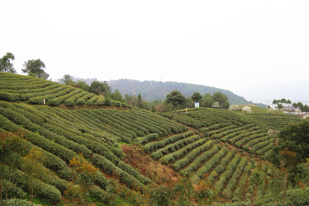 贵州贵定满园茶飘香采摘正当时