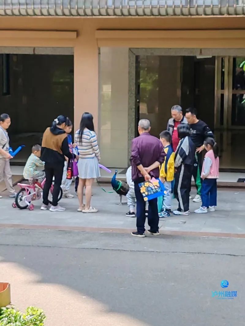泸州一小区里有人遛孔雀,大人小孩抢着看_腾讯新闻