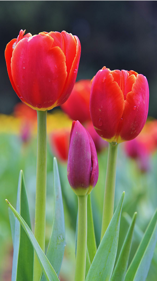 郁金香花代表什么意思图片