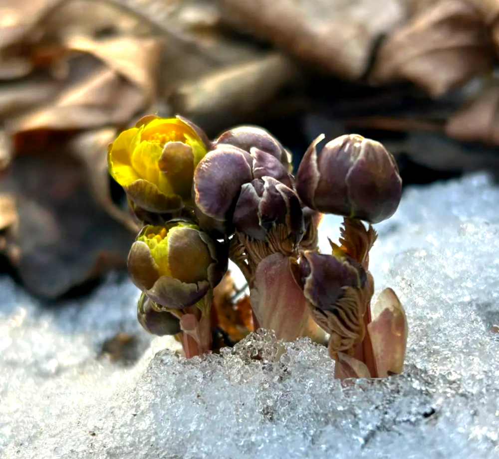 冰凌花即将全面盛放还有更多精彩