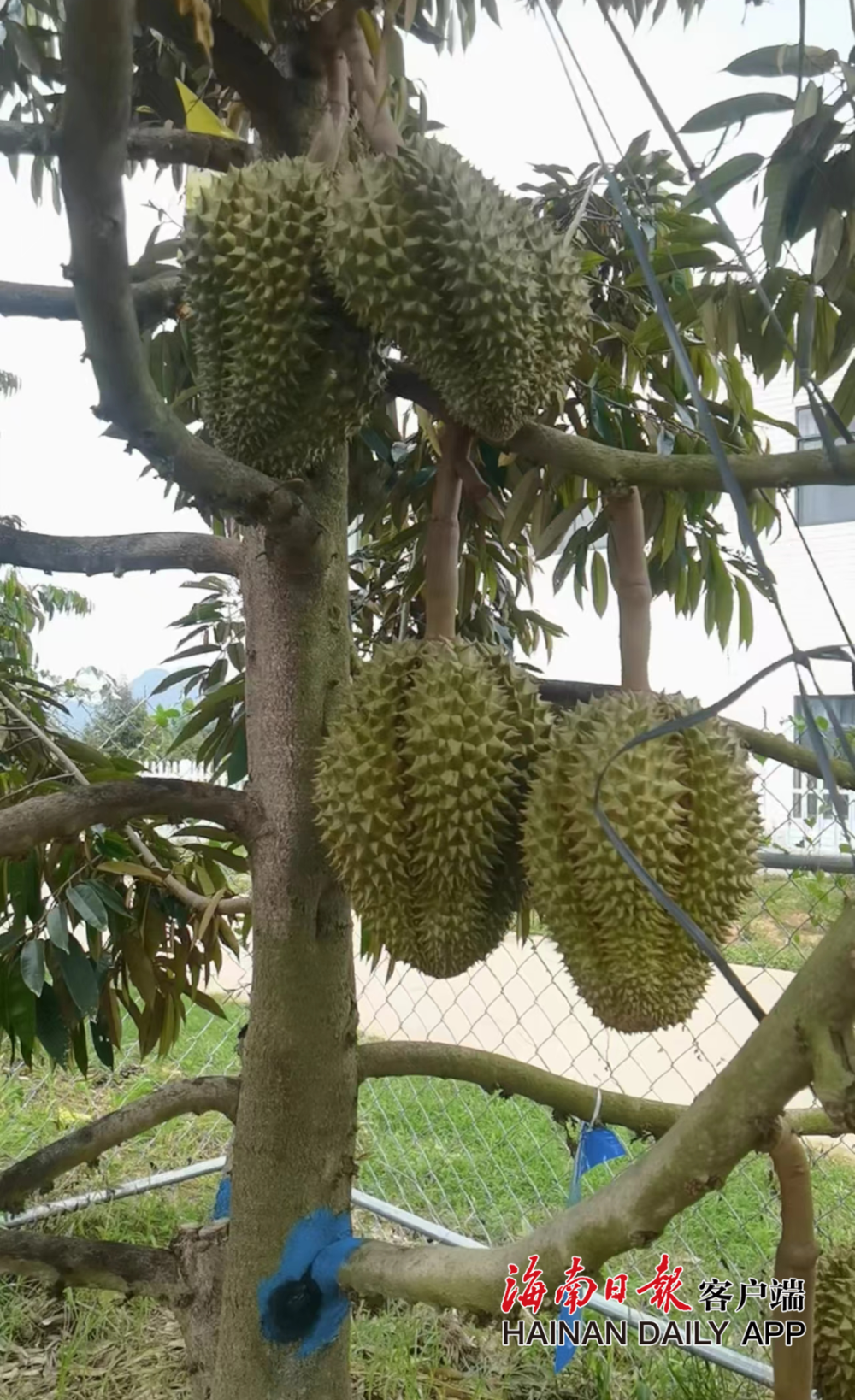 走进三亚榴莲基地,树龄超过4年的榴莲树许多都已挂果