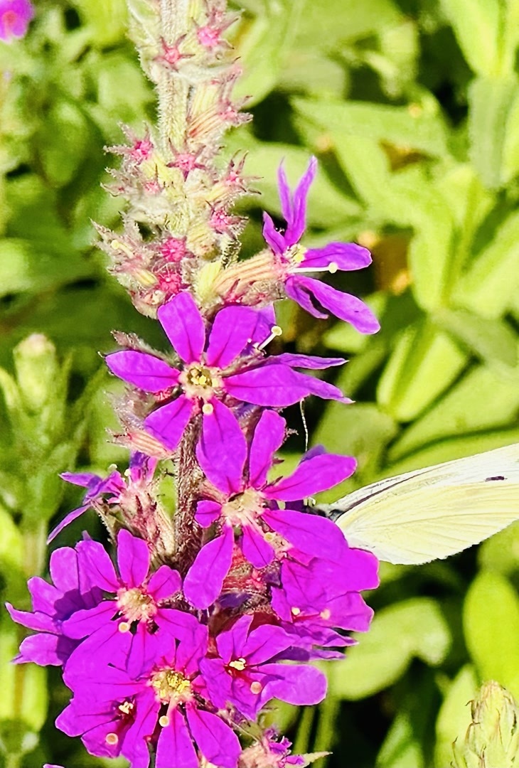 燕都新趣|城市公园里有哪些花草丰美的乡土地被?