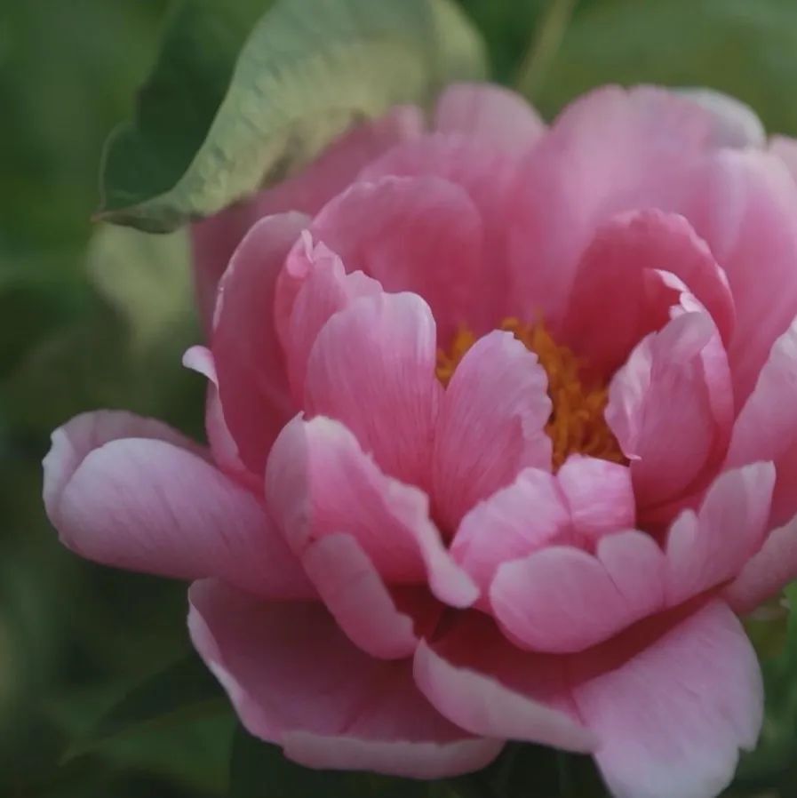 牡丹盛开游客纷来